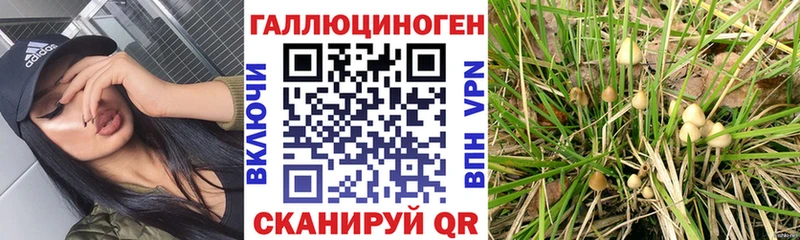 гидра сайт  Зверево  Галлюциногенные грибы Psilocybine cubensis 